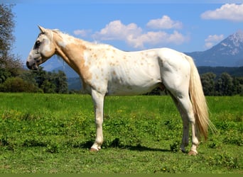 Appaloosa, Wallach, 6 Jahre, 145 cm, Tigerschecke