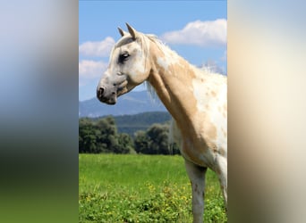 Appaloosa, Wallach, 6 Jahre, 145 cm, Tigerschecke