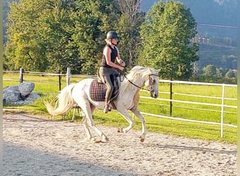 Appaloosa, Wallach, 6 Jahre, 145 cm, Tigerschecke
