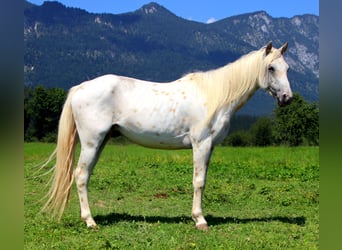 Appaloosa, Wallach, 6 Jahre, 145 cm, Tigerschecke