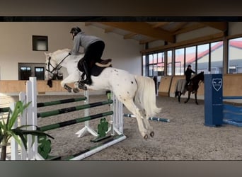 Appaloosa, Wallach, 6 Jahre, 148 cm, Schimmel