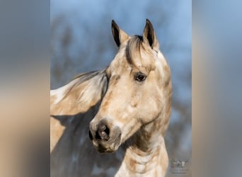Appaloosa, Wallach, 6 Jahre, 150 cm, Buckskin