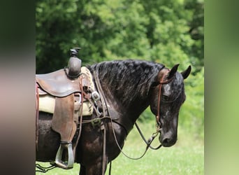 Appaloosa, Wallach, 6 Jahre, 150 cm, Rappe