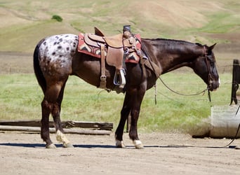 Appaloosa, Wallach, 6 Jahre, 152 cm, Dunkelbrauner
