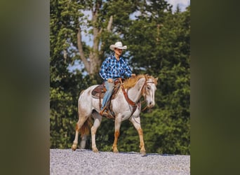 Appaloosa, Wallach, 6 Jahre, 152 cm