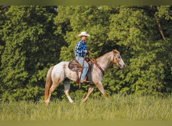 Appaloosa, Wallach, 6 Jahre, 152 cm