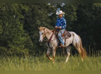 Appaloosa, Wallach, 6 Jahre, 152 cm