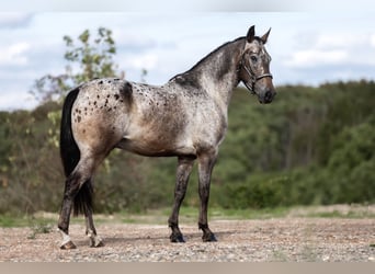 Appaloosa Mix, Wallach, 6 Jahre, 154 cm, Braunfalbschimmel