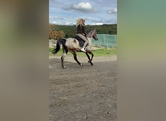 Appaloosa Mix, Wallach, 6 Jahre, 154 cm, Braunfalbschimmel