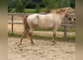 Appaloosa Mix, Wallach, 6 Jahre, 155 cm, Tigerschecke