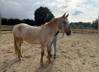 Appaloosa Mix, Wallach, 6 Jahre, 155 cm, Tigerschecke