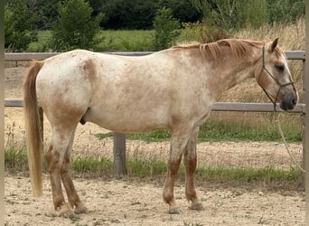 Appaloosa Mix, Wallach, 6 Jahre, 155 cm, Tigerschecke