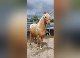 Appaloosa Mix, Wallach, 6 Jahre, 157 cm, Champagne