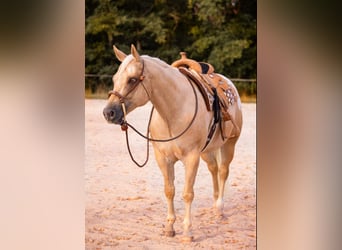 Appaloosa, Wallach, 6 Jahre, 159 cm, Palomino