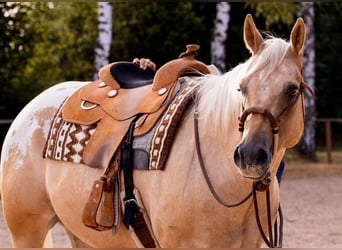 Appaloosa, Wallach, 6 Jahre, 159 cm, Palomino