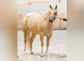 Appaloosa, Wallach, 6 Jahre, 159 cm, Palomino