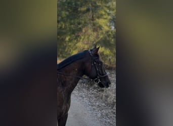 Appaloosa, Wallach, 6 Jahre, 161 cm, Dunkelbrauner