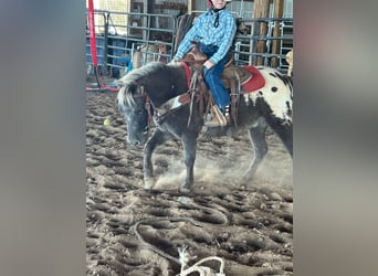 Appaloosa, Wallach, 6 Jahre, 97 cm, Rotbrauner