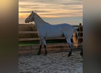 Appaloosa, Wallach, 6 Jahre