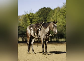 Appaloosa, Wallach, 6 Jahre, Roan-Bay