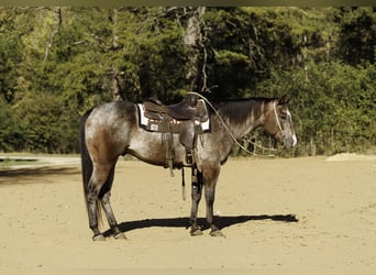 Appaloosa, Wallach, 6 Jahre, Roan-Bay