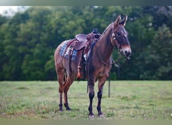 Appaloosa, Wallach, 7 Jahre, 145 cm, Falbe