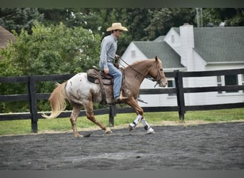 Appaloosa, Wallach, 7 Jahre, 145 cm, Roan-Bay