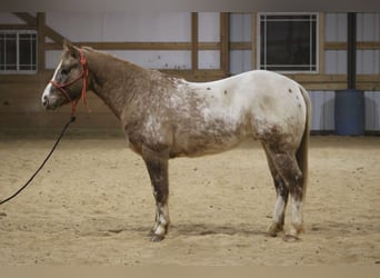 Appaloosa, Wallach, 7 Jahre, 147 cm, Roan-Red