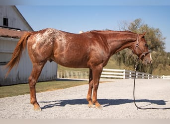 Appaloosa, Wallach, 7 Jahre, 147 cm