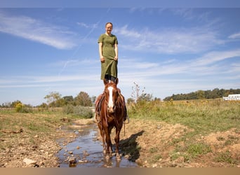 Appaloosa, Wallach, 7 Jahre, 147 cm