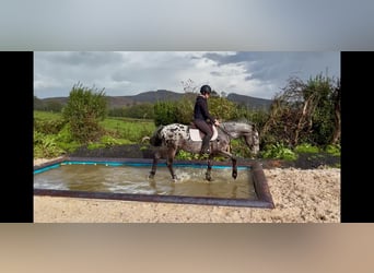 Appaloosa Mix, Wallach, 7 Jahre, 149 cm, Tigerschecke