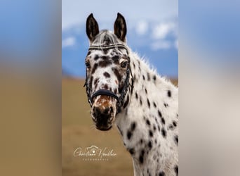 Appaloosa, Wallach, 7 Jahre, 150 cm, Tigerschecke