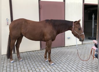 Appaloosa, Wallach, 7 Jahre, 151 cm, Dunkelfuchs