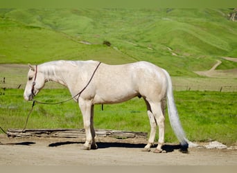 Appaloosa, Wallach, 7 Jahre, 152 cm, Palomino