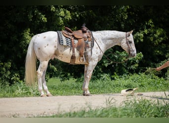 Appaloosa, Wallach, 7 Jahre, 152 cm, Palomino
