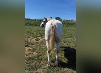 Appaloosa Mix, Wallach, 7 Jahre, 153 cm