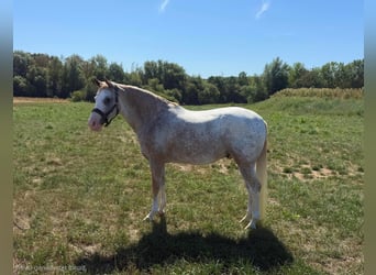 Appaloosa Mix, Wallach, 7 Jahre, 153 cm
