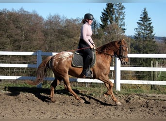 Appaloosa Mix, Wallach, 7 Jahre, 154 cm, Tigerschecke