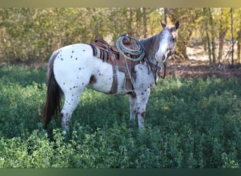 Appaloosa, Wallach, 7 Jahre, 155 cm, Dunkelfuchs