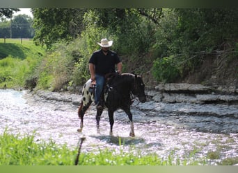 Appaloosa, Wallach, 7 Jahre, 155 cm, Rappe