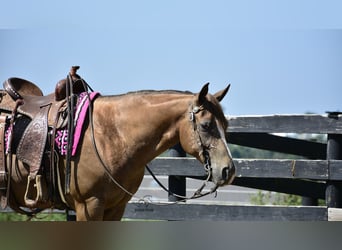 Appaloosa, Wallach, 7 Jahre, 157 cm, Rotbrauner