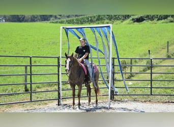 Appaloosa, Wallach, 7 Jahre, 157 cm, Rotbrauner