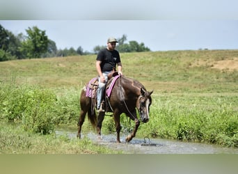 Appaloosa, Wallach, 7 Jahre, 157 cm, Rotbrauner