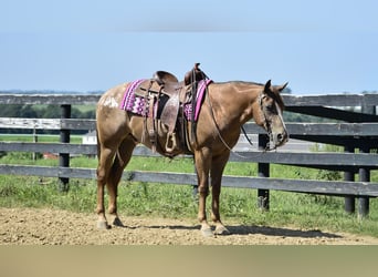 Appaloosa, Wallach, 7 Jahre, 157 cm, Rotbrauner