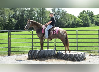 Appaloosa, Wallach, 7 Jahre, 157 cm, Rotbrauner