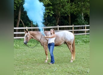 Appaloosa, Wallach, 7 Jahre, 157 cm, Rotfuchs