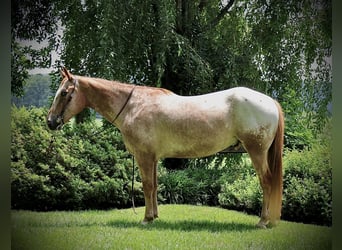 Appaloosa, Wallach, 7 Jahre, 157 cm, Rotfuchs