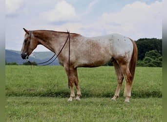 Appaloosa, Wallach, 7 Jahre, 157 cm, Rotfuchs