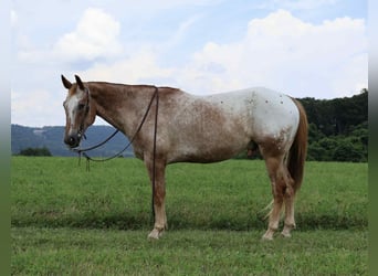 Appaloosa, Wallach, 7 Jahre, 157 cm, Rotfuchs