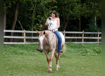 Appaloosa, Wallach, 7 Jahre, 157 cm, Rotfuchs